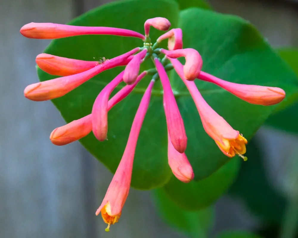 Lonicera sempervirens