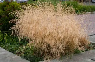 Луговик дернистый Голдтау Deschampsia cespitosa Goldtau