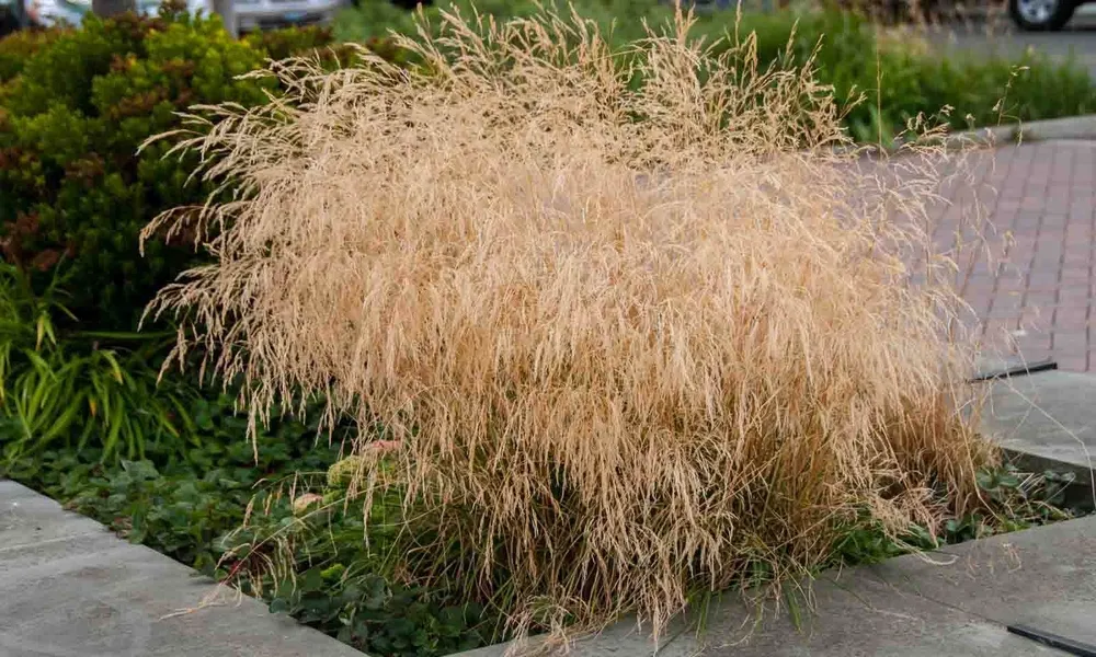 Луговик дернистый Голдтау Deschampsia cespitosa Goldtau
