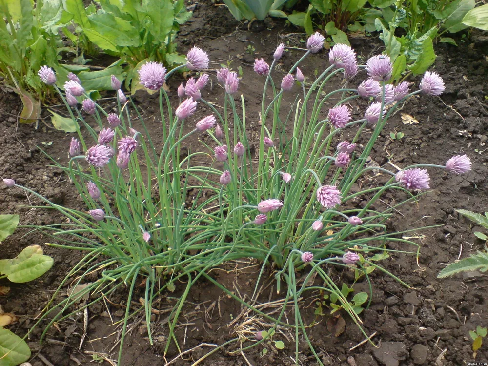 Лук Островского Allium ostrowskianum