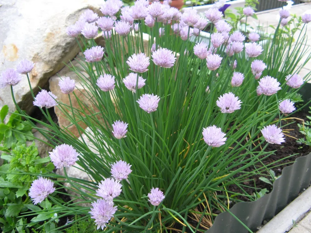 Лук шнитт Allium schoenoprasum