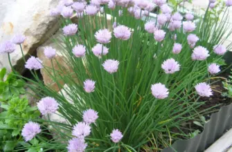 Лук шнитт Allium schoenoprasum