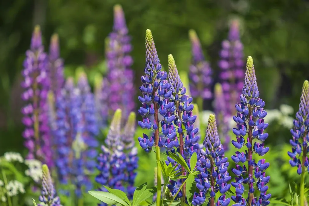 Lupin field