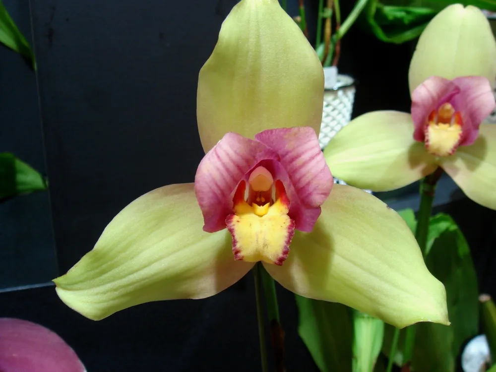 Lycaste Rakuhoku