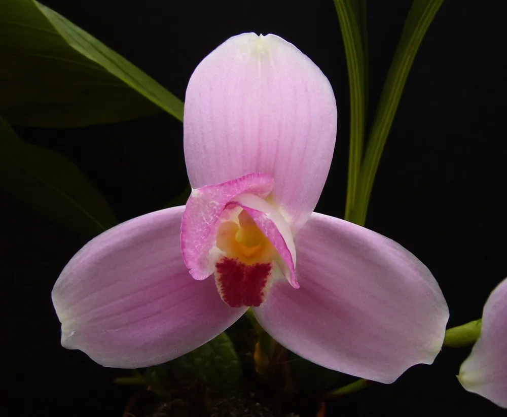 Lycaste skinneri