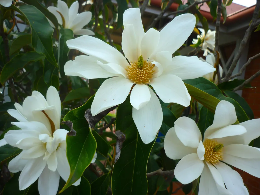 Magnolia doltsopa