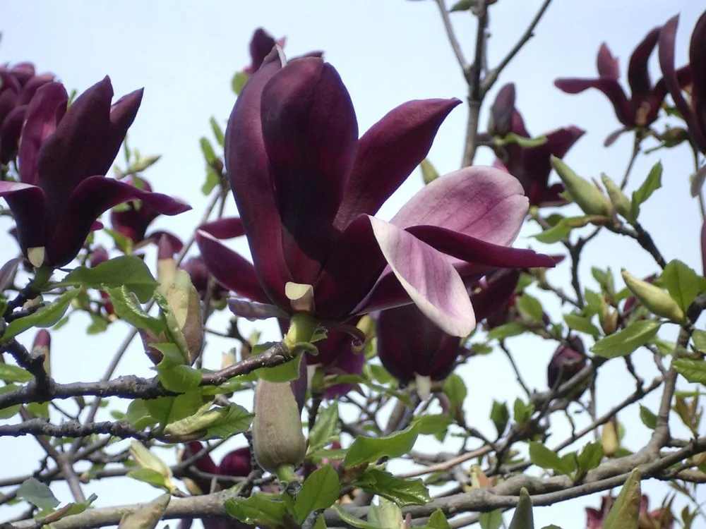 Magnolia obovata purpurea