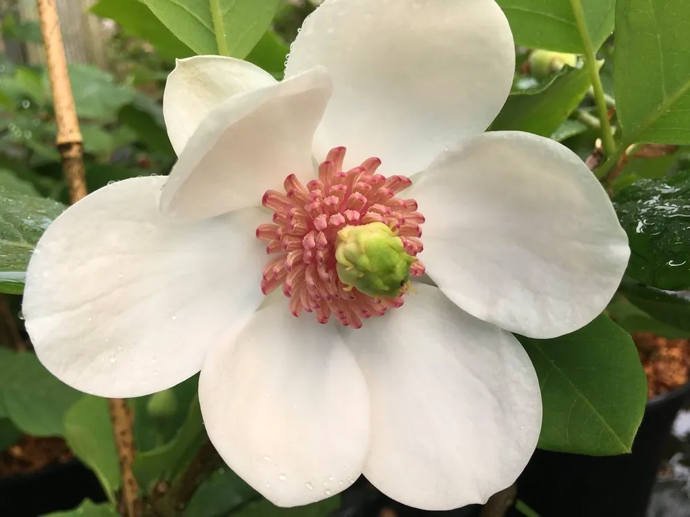 Magnolia sieboldii