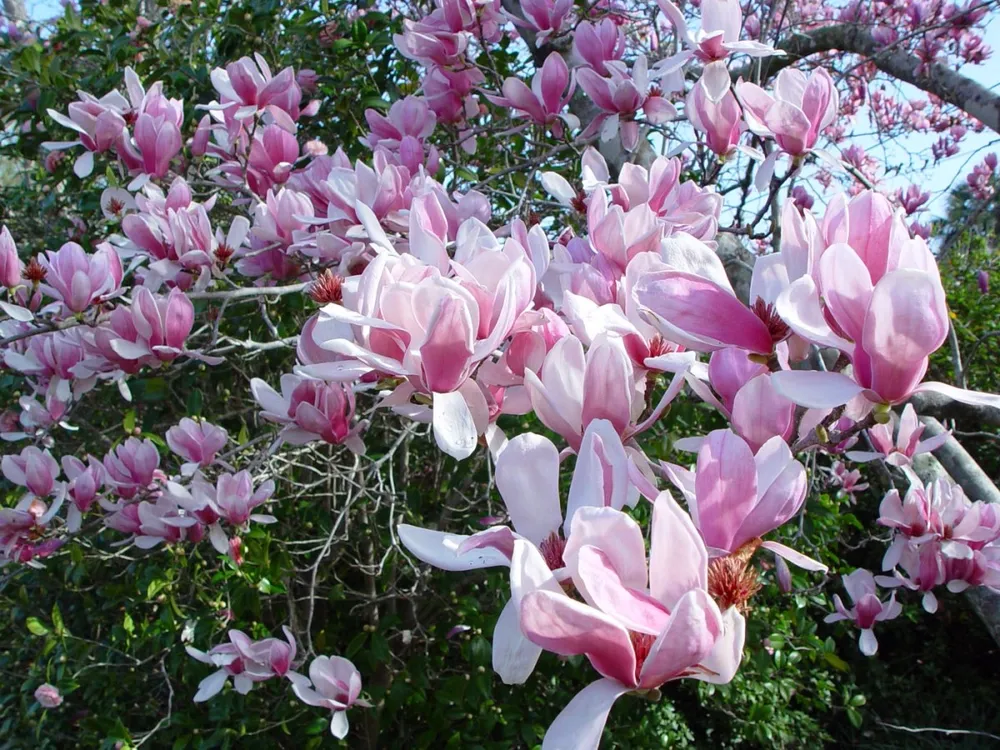 Магнолия Суланжа Magnolia soulangeana