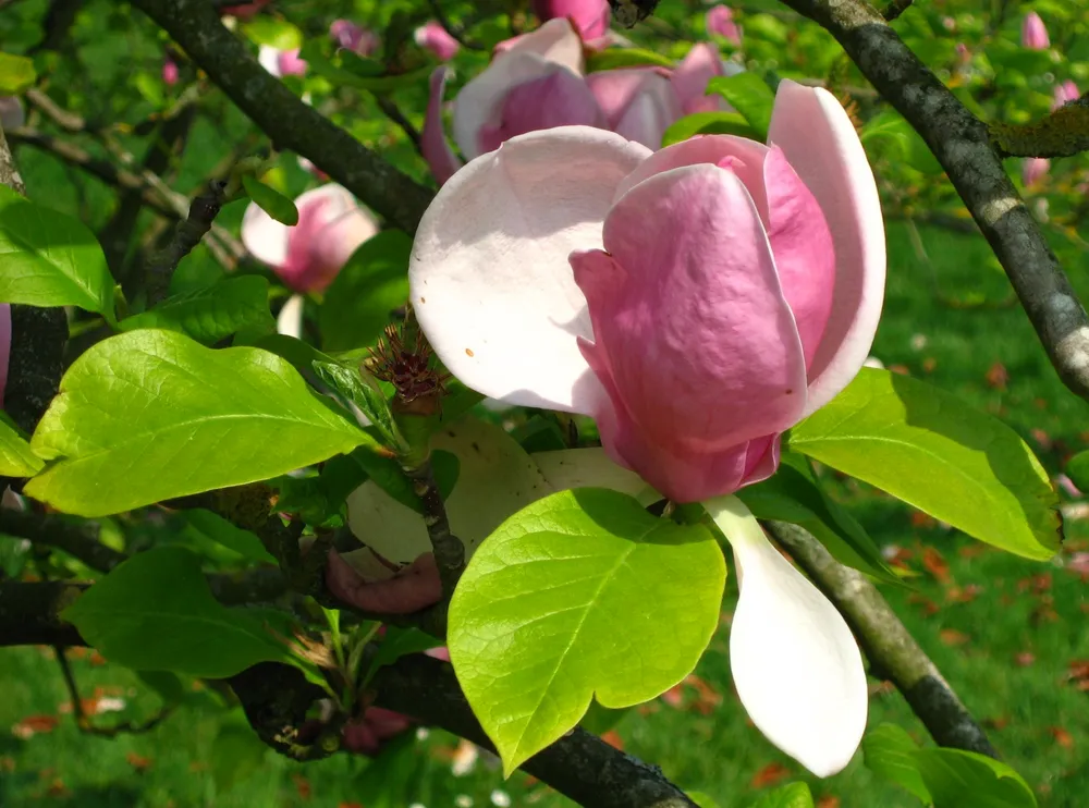 Магнолия Суланжа Magnolia soulangeana