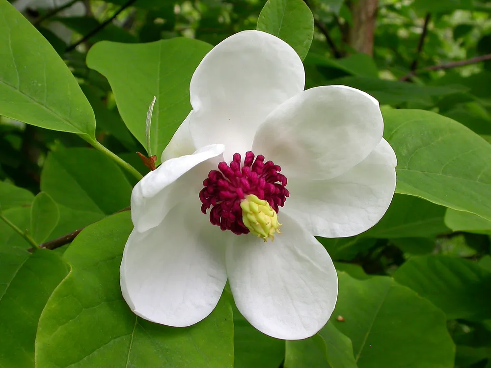 Магнолия Зибольда Magnolia sieboldii