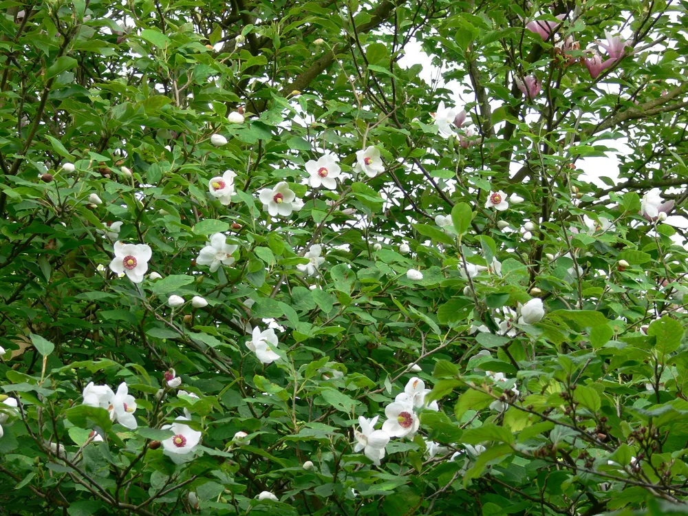 Магнолия Зибольда Magnolia sieboldii