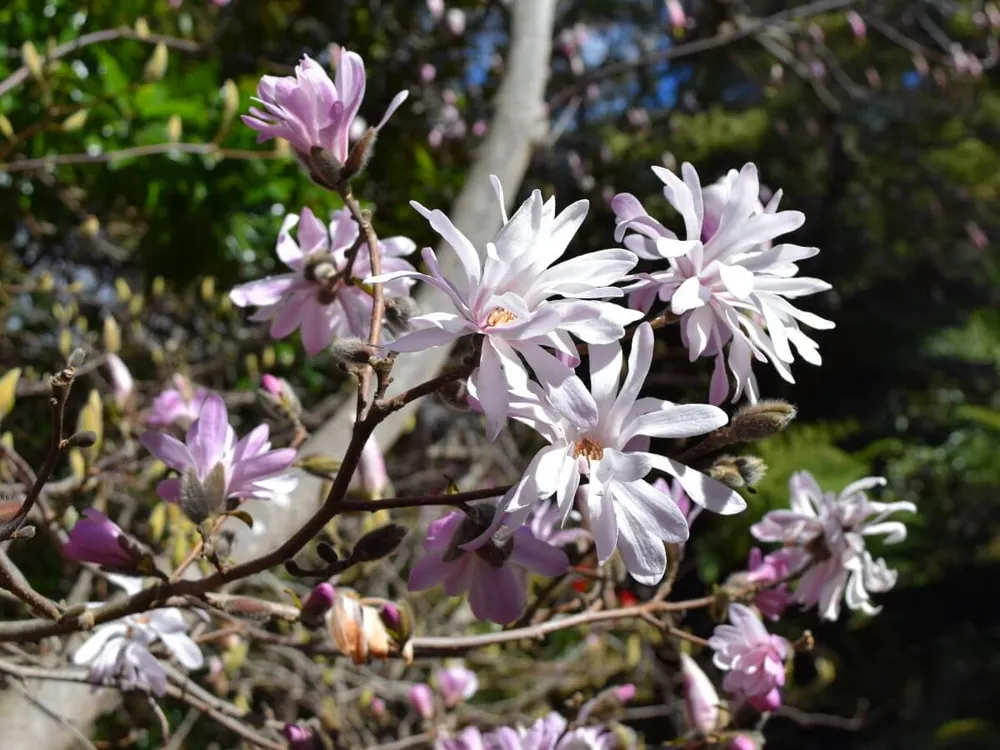 Магнолия звездчатая Magnolia stellata