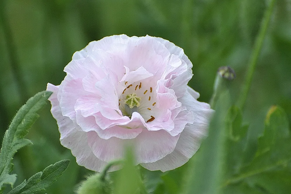 Мак Papaver