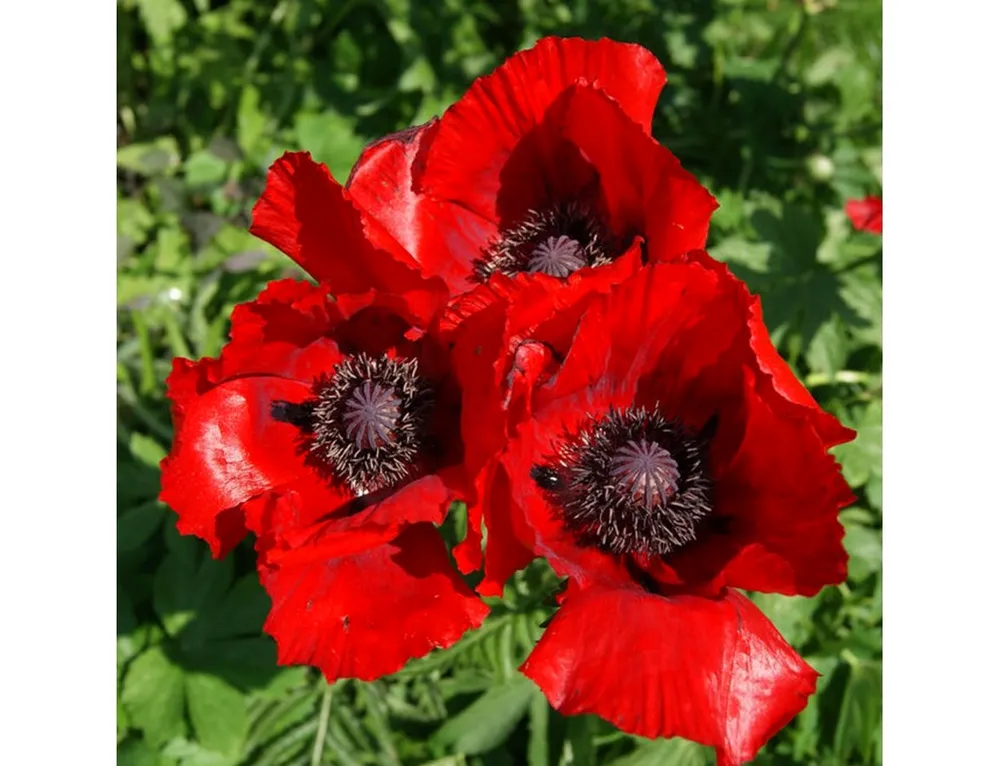 Мак Papaver