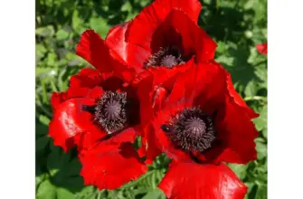 Мак Papaver