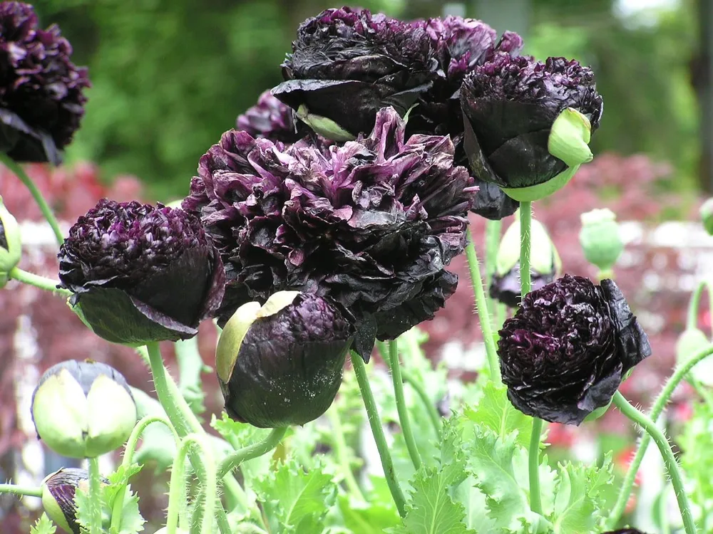 Мак Papaver Black Peony