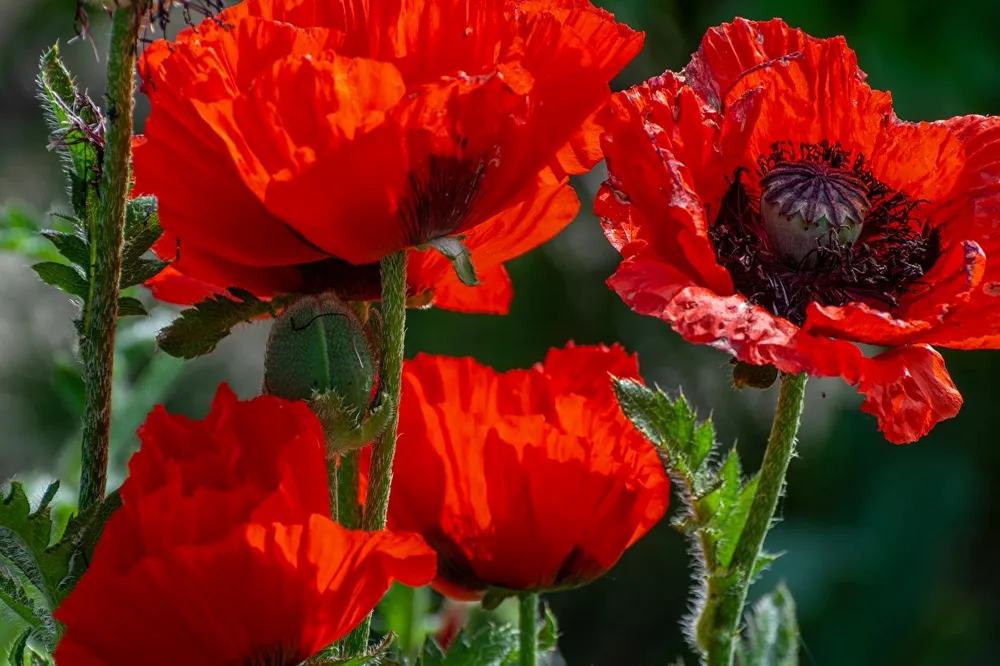 Мак Papaver Cardinal