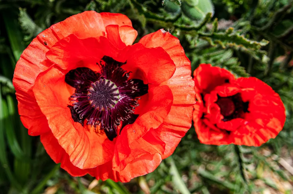 Мак Papaver Cardinal