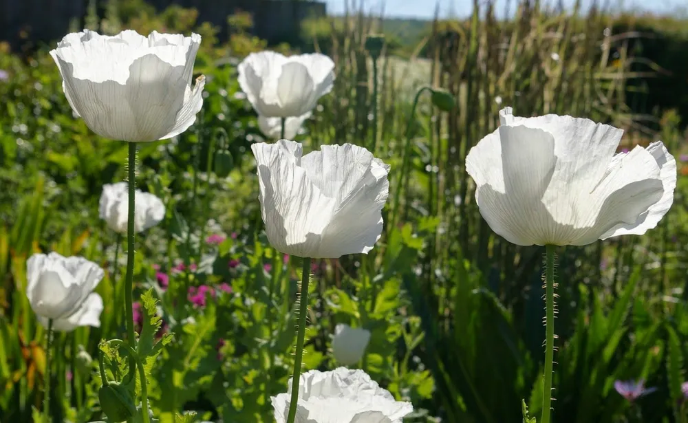 Мак Papaver Cardinal