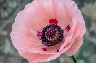 Мак Papaver Cardinal