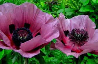 Мак Papaver Harlem