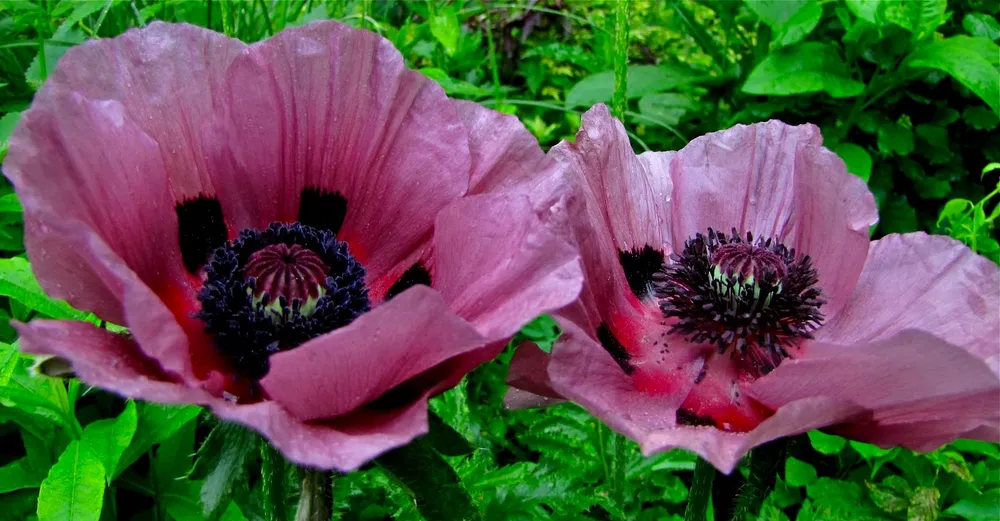 Мак Papaver Harlem