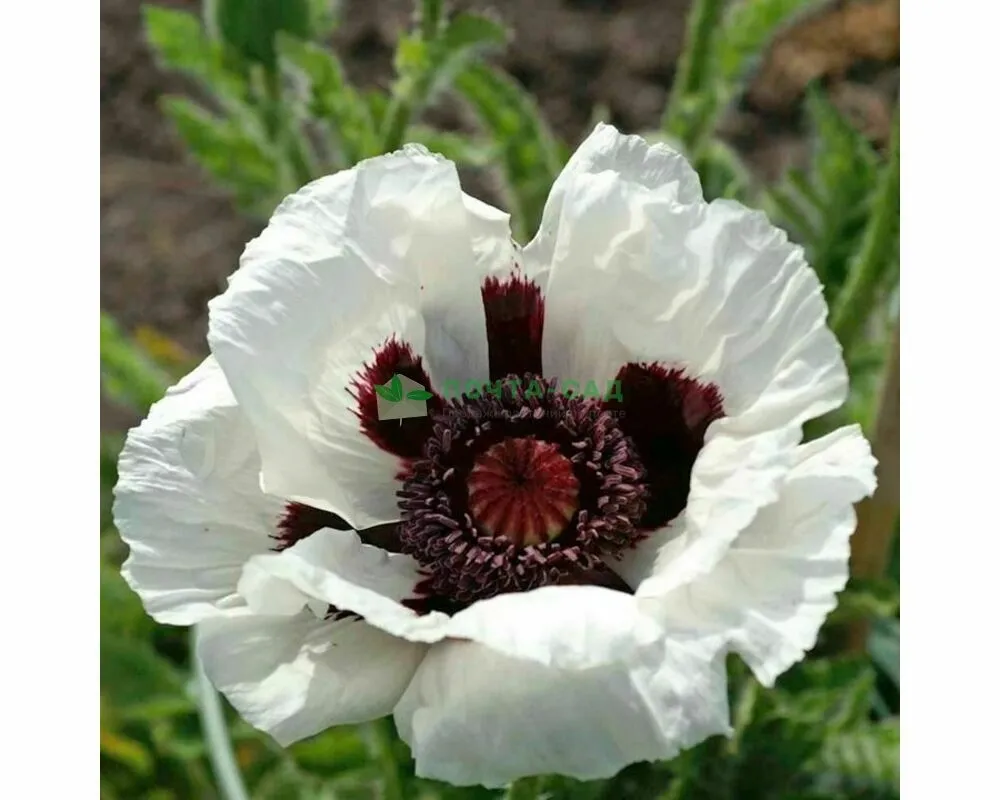 Мак Papaver Orient. ‘Casino’