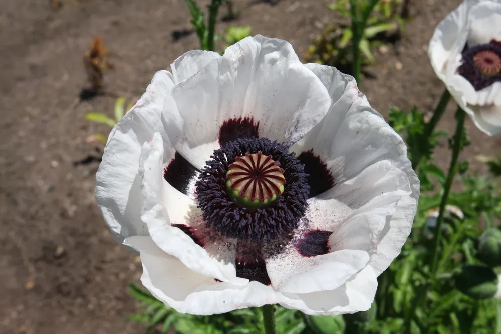 Мак Papaver Royal Wedding