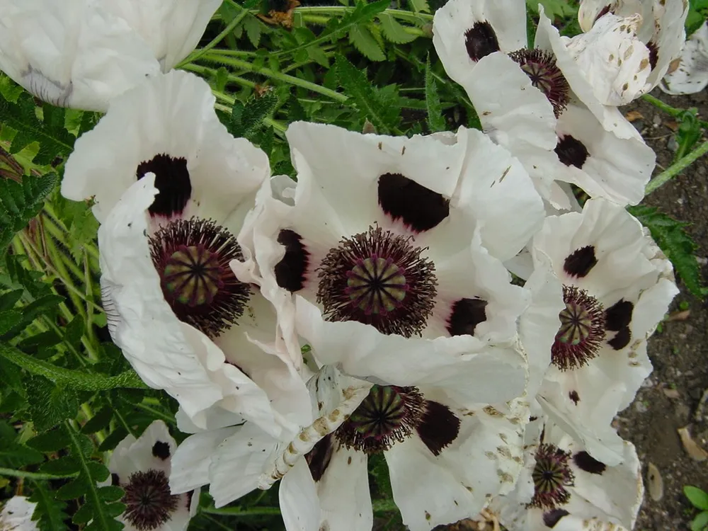 Мак Papaver Royal Wedding