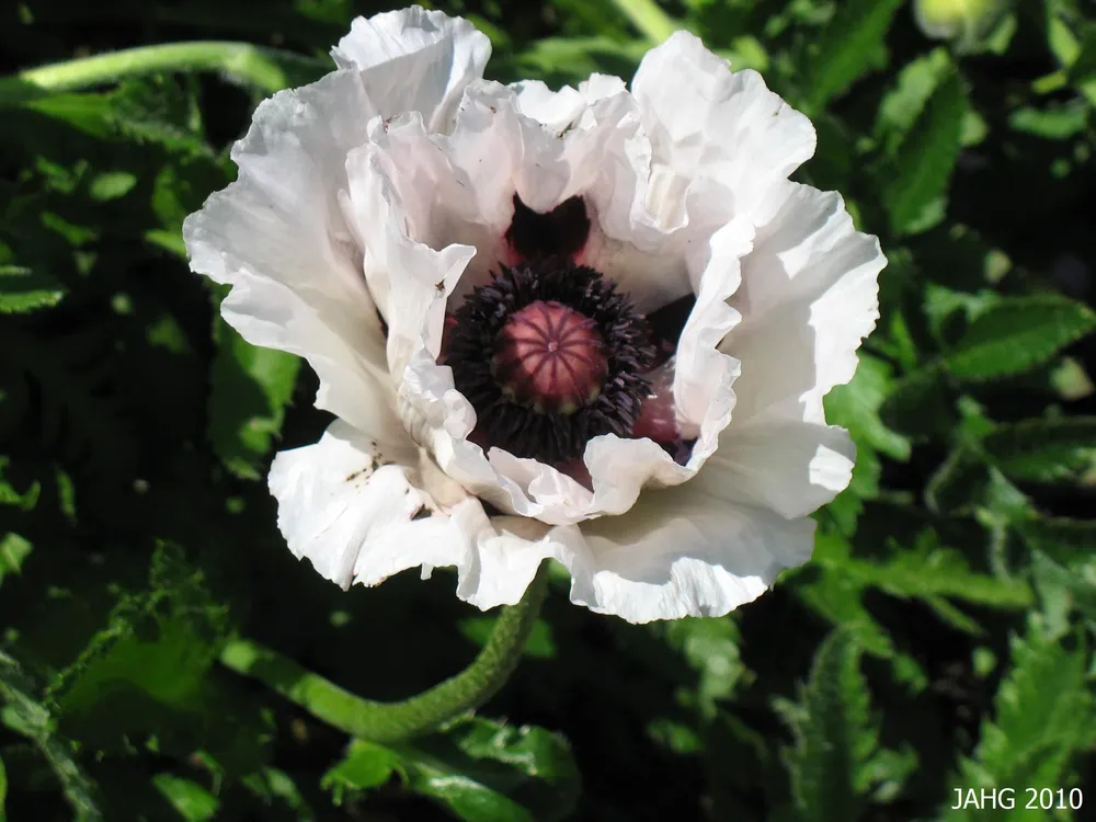 Мак Papaver Royal Wedding