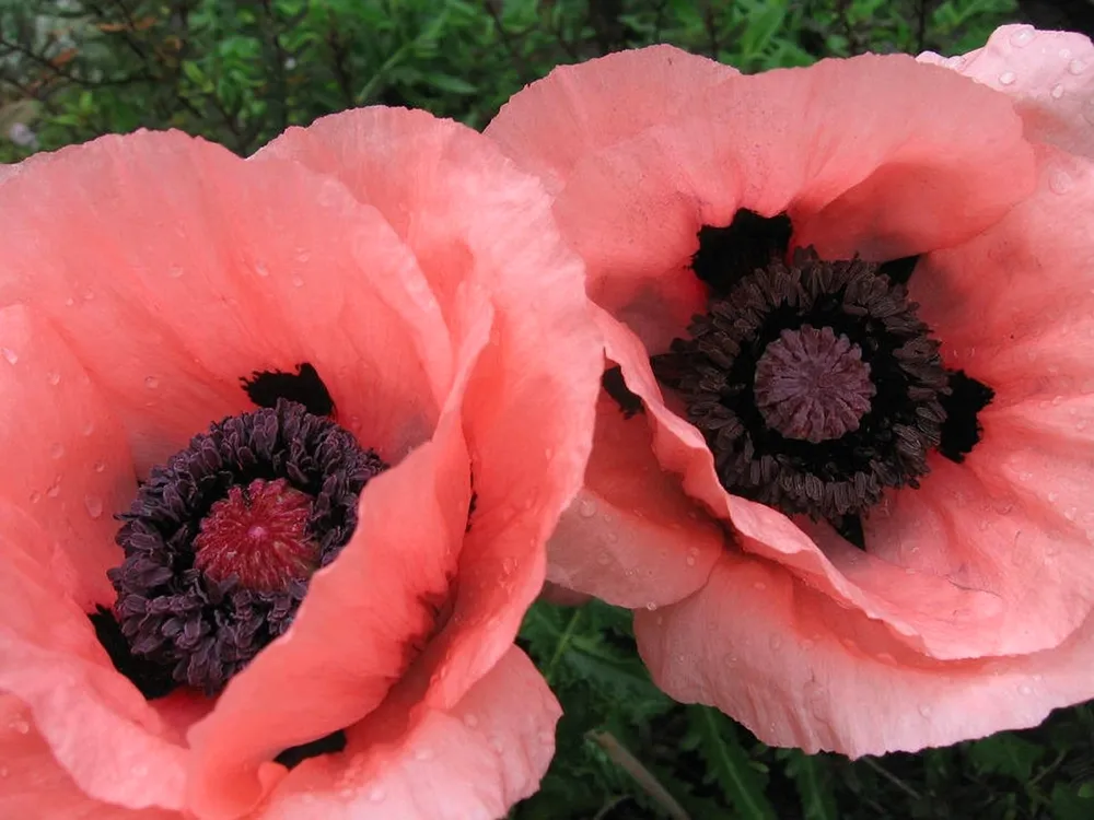 Мак Papaver Victoria Louise