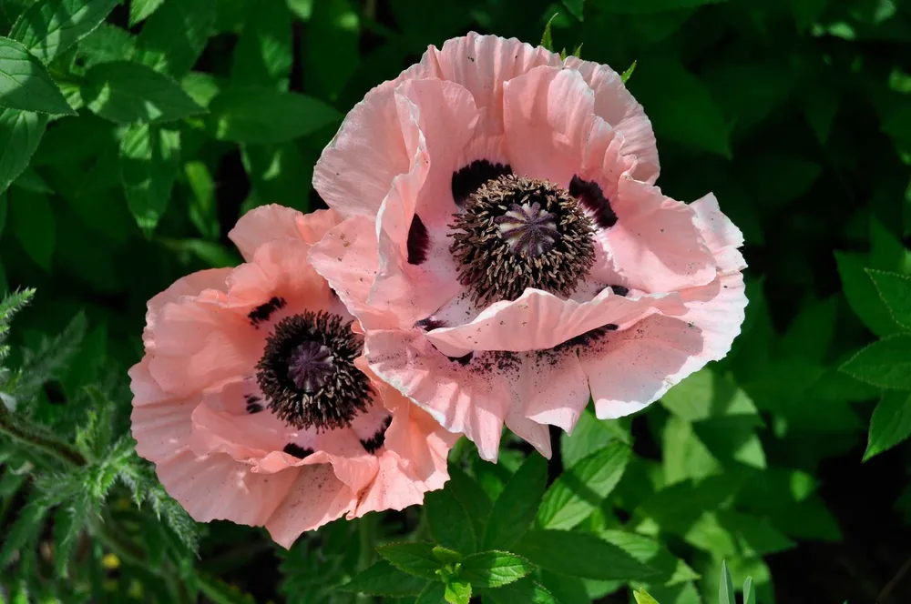 Мак Восточный Papaver orientale