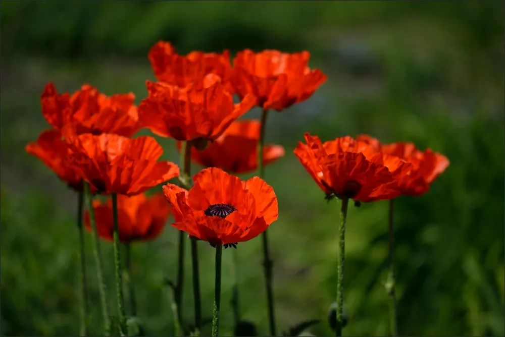 Мак Восточный Papaver orientale