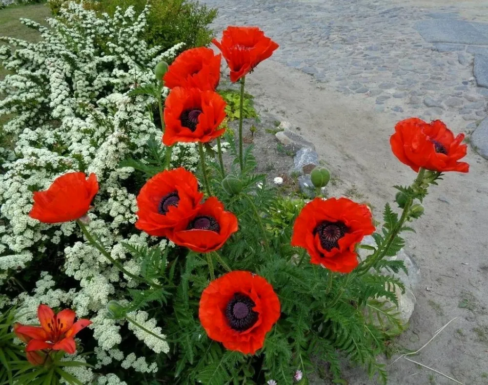 Мак Восточный Papaver orientale