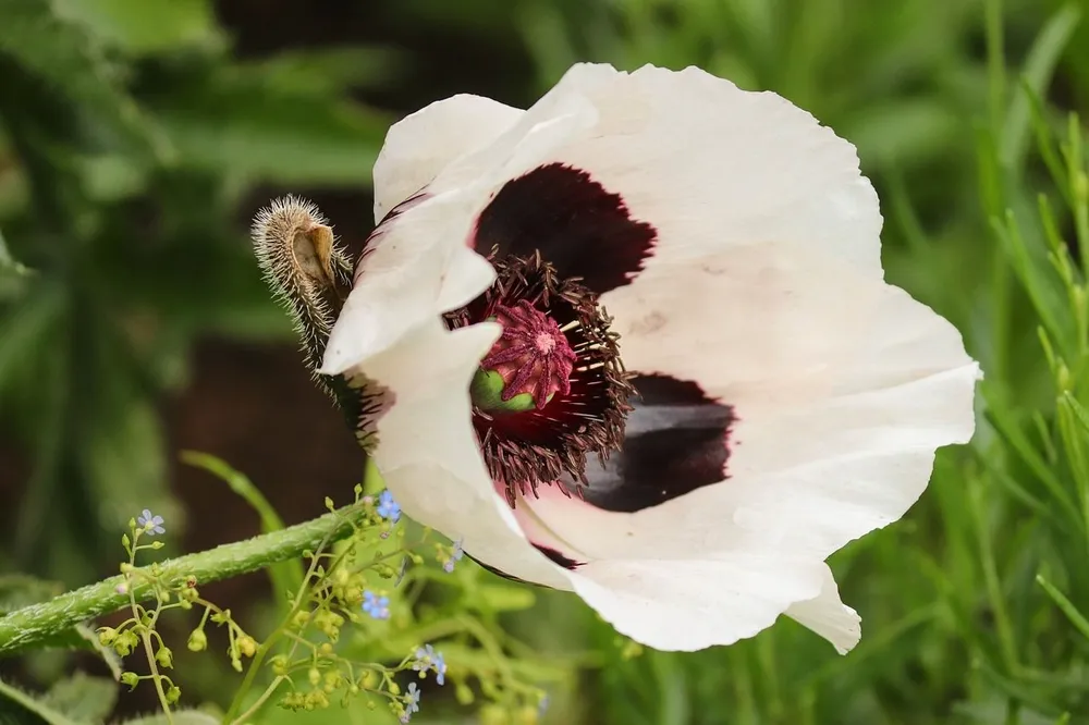 Мак Восточный Papaver orientale