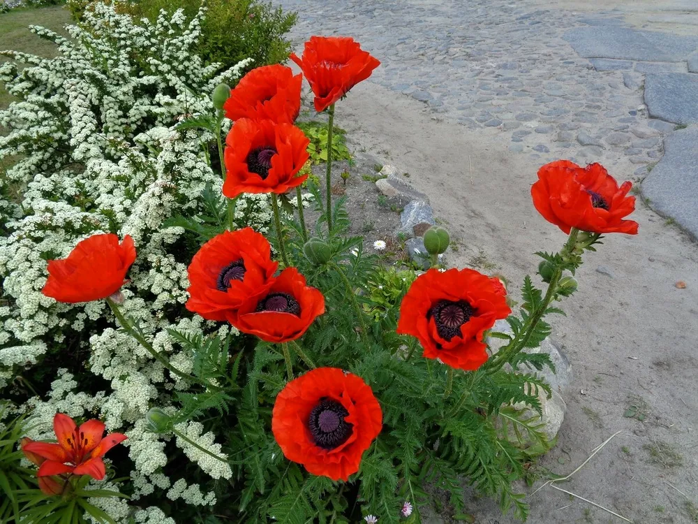 Мак Восточный Papaver orientale