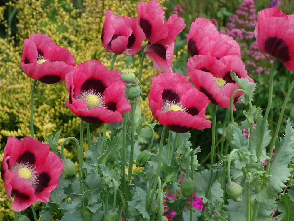 Мак Восточный Papaver orientale Cedar Hill