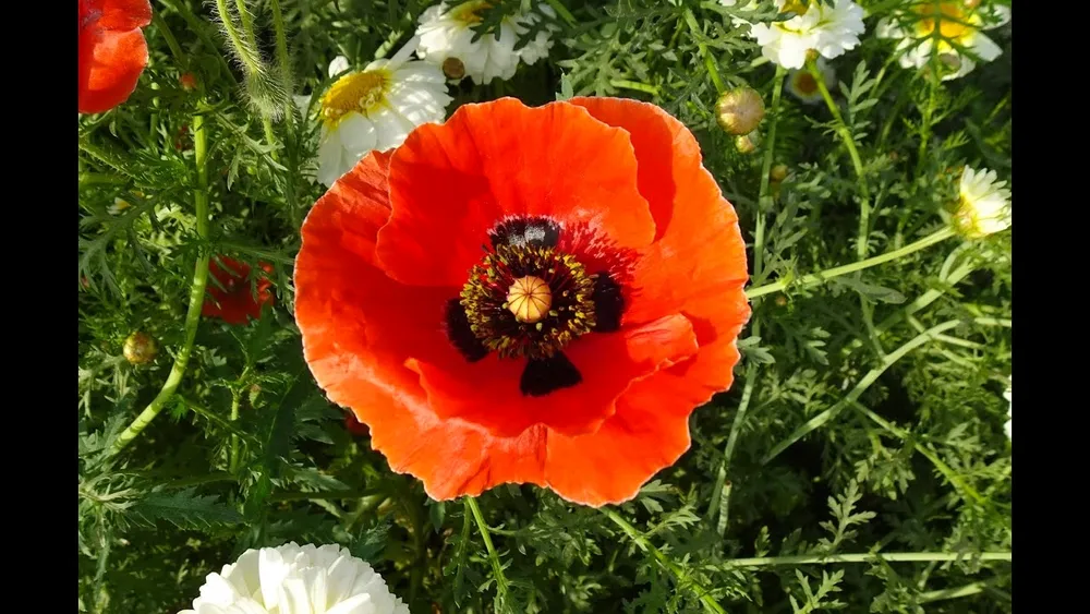 Мак Восточный Papaver orientale Хелен Элизабет