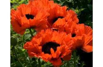 Мак Восточный Papaver orientale l.