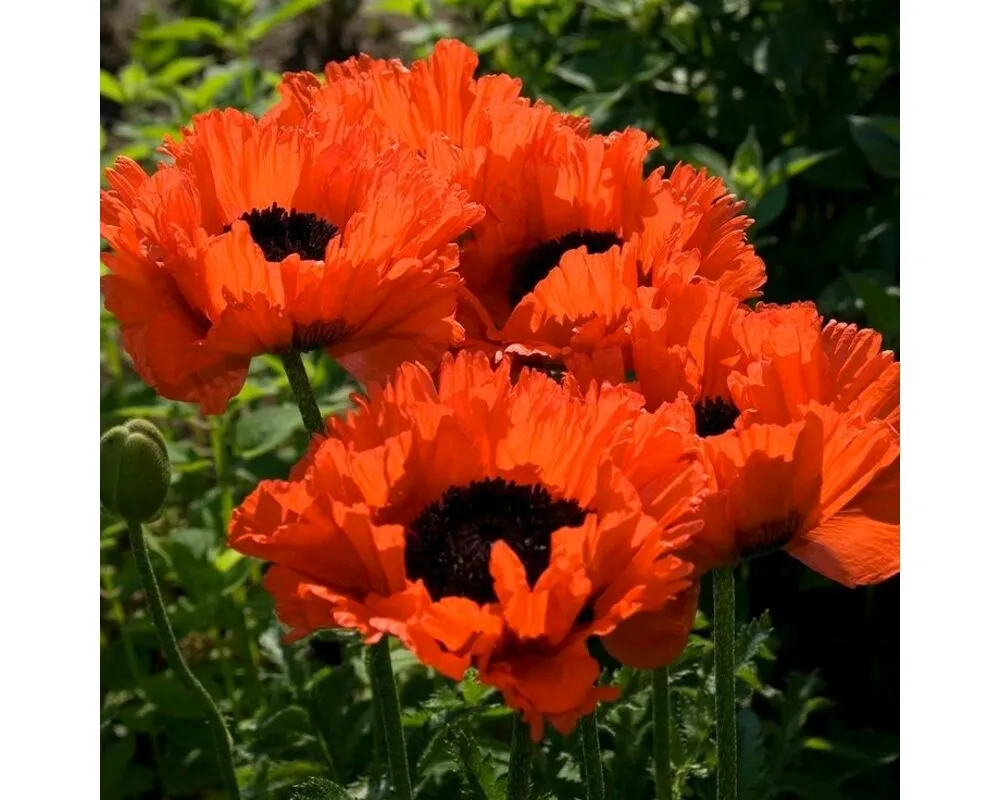 Мак Восточный Papaver orientale l.