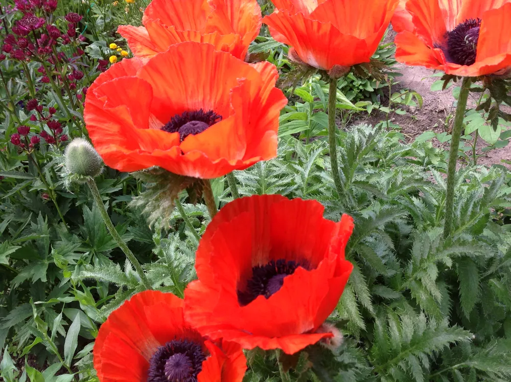 Мак Восточный Papaver orientale l.