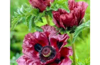 Мак Восточный Papaver orientale l.