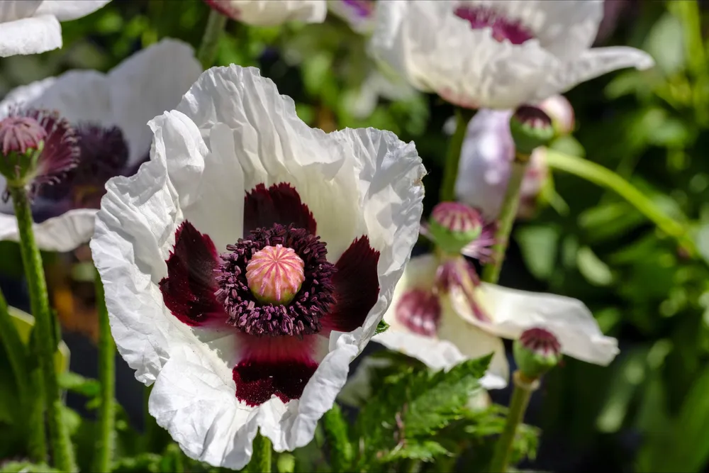 Мак Восточный Papaver orientale l.