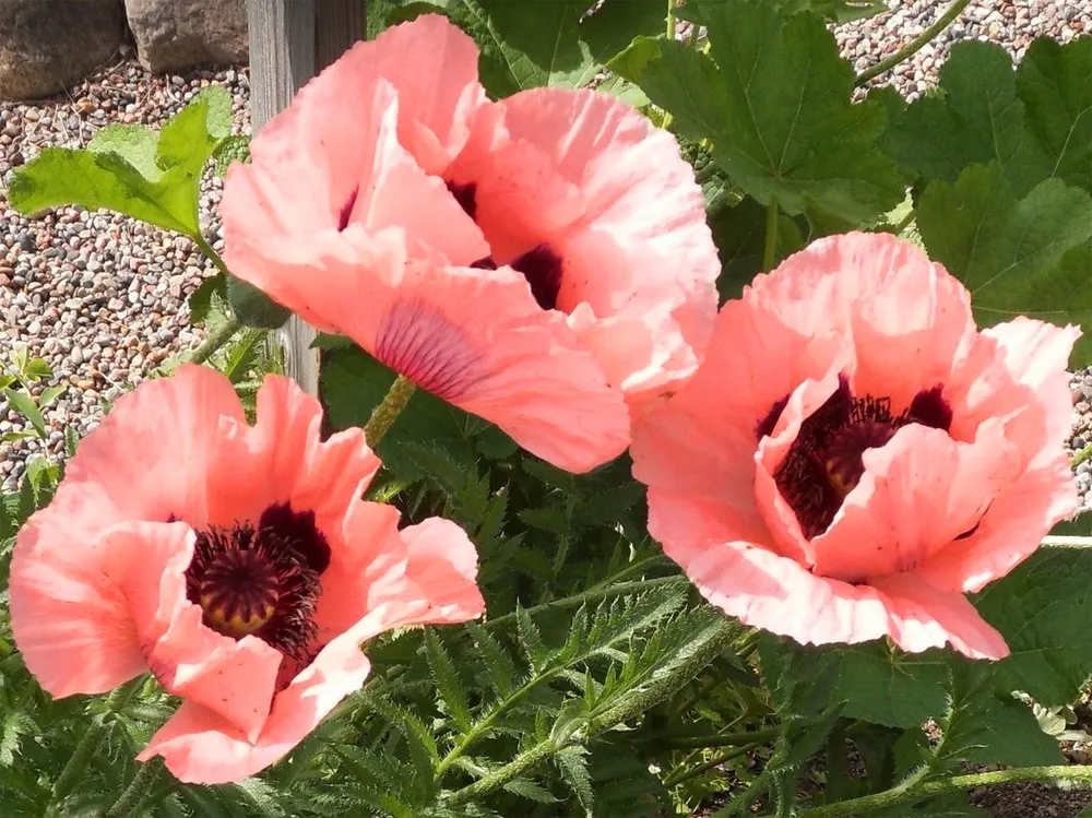 Мак Восточный Papaver orientale l.