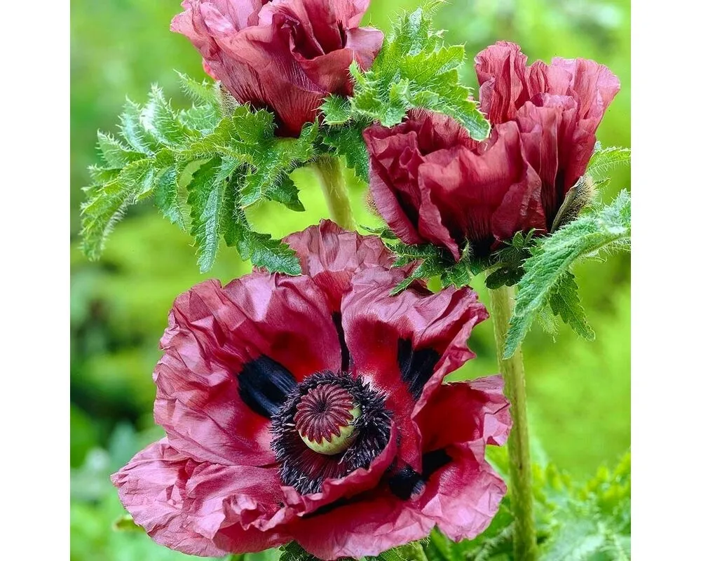 Мак Восточный Papaver orientale l.