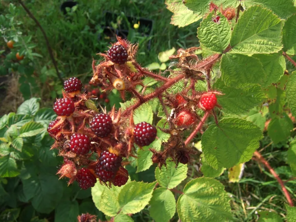 Малина японская Rubus phoenicolasius