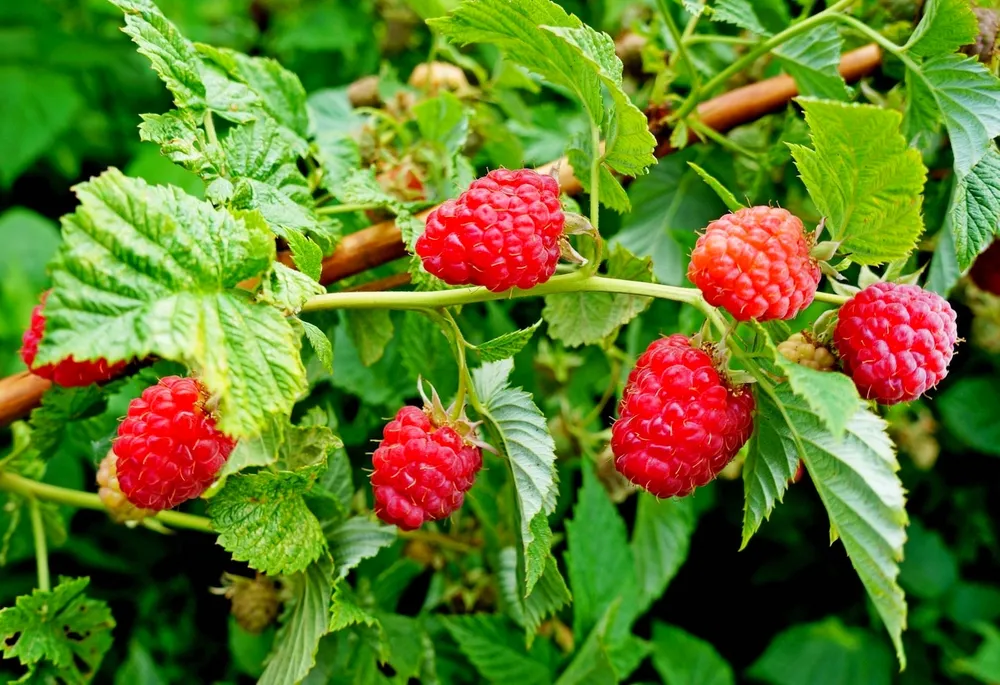 Малина Rubus idaeus