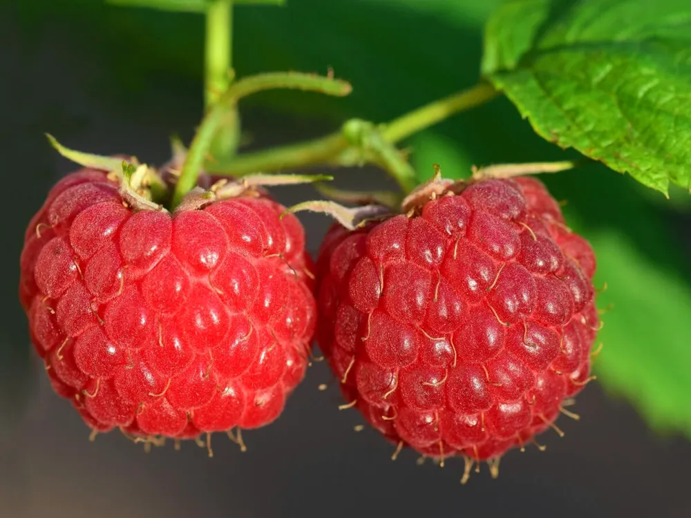 Малина Rubus idaeus