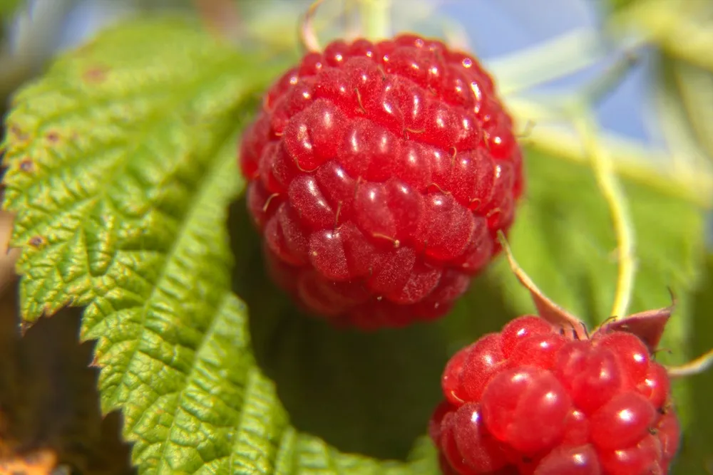 Малина Rubus idaeus